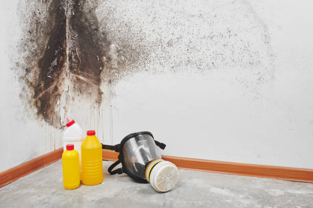 Best Certified Mold Removal  in Morgan Hill, PA