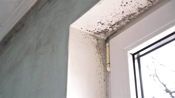 Best Attic Mold Removal  in Morgan Hill, PA