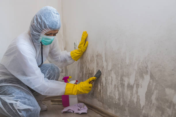 Best Residential Mold Removal  in Morgan Hill, PA
