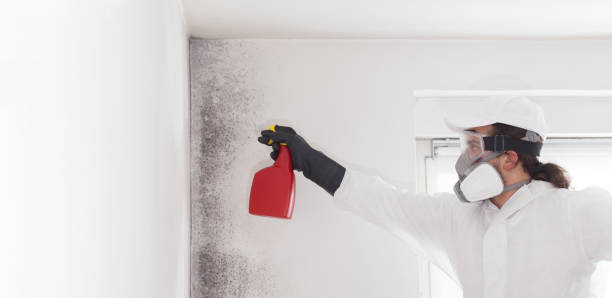 Best Mold Remediation Services  in Morgan Hill, PA