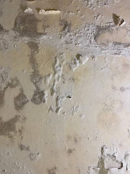 Best Mold Remediation  in Morgan Hill, PA