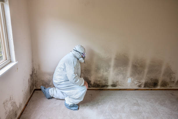 Best Commercial Mold Removal  in Morgan Hill, PA