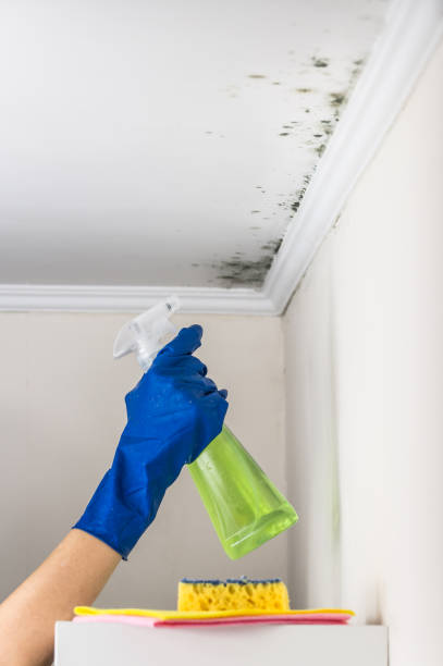 Best Fast Mold Removal  in Morgan Hill, PA