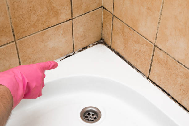 Best Crawl Space Mold Removal  in Morgan Hill, PA